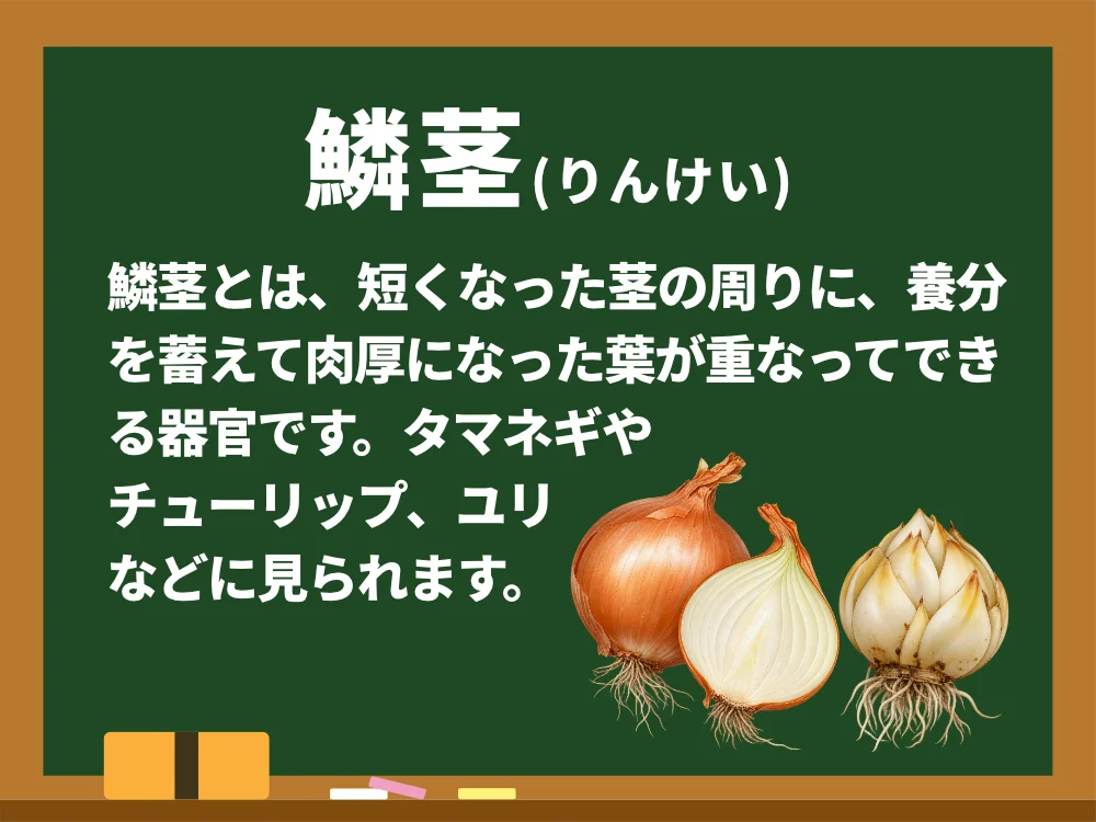 鱗茎