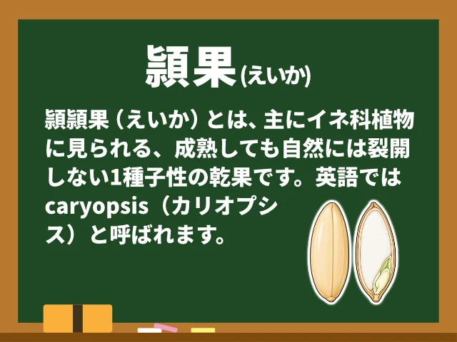 頴果