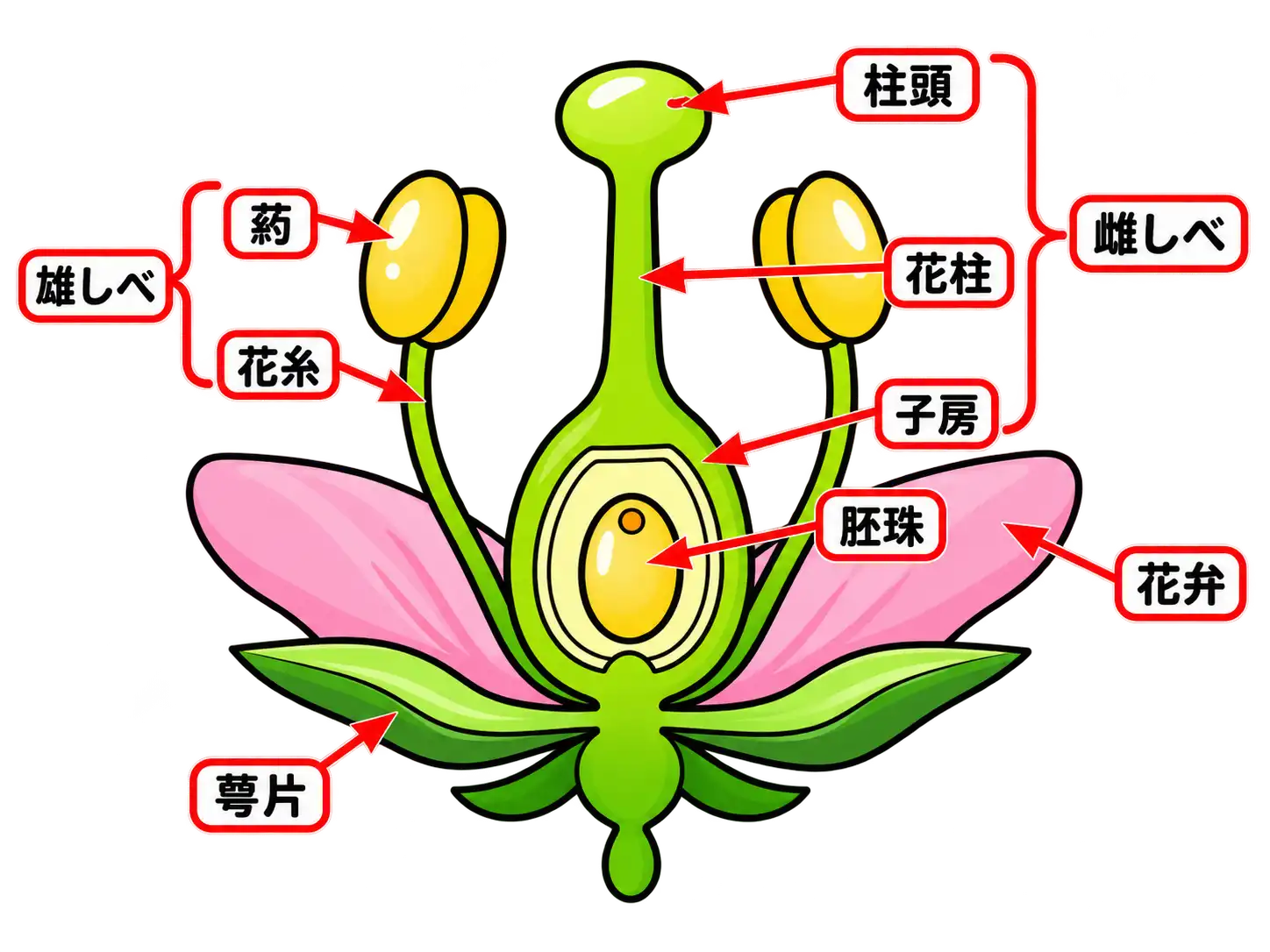 花の構造を示した模式図。柱頭、花柱、子房、胚珠、葯、花糸、雄しべ、雌しべ、花弁、萼片を示す