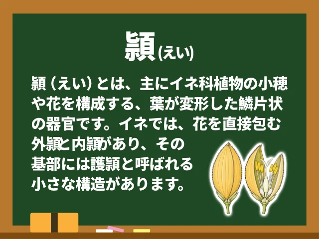 頴